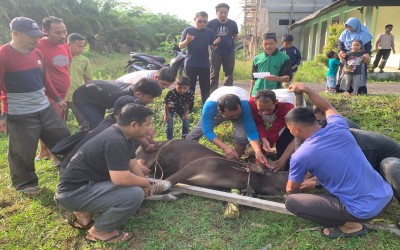 UNISSAS Laksanakan Ibadah Kurban Iduladha
